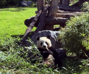 Pandy ZOO Berlin