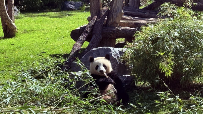 Pandy ZOO Berlin