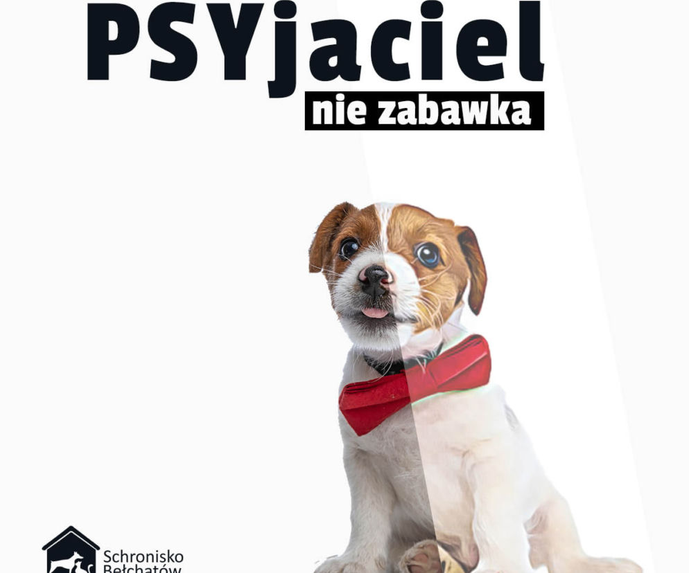 Pies to nie zabawka. Schronisko w Bełchatowie wstrzymuje adopcje zwierząt
