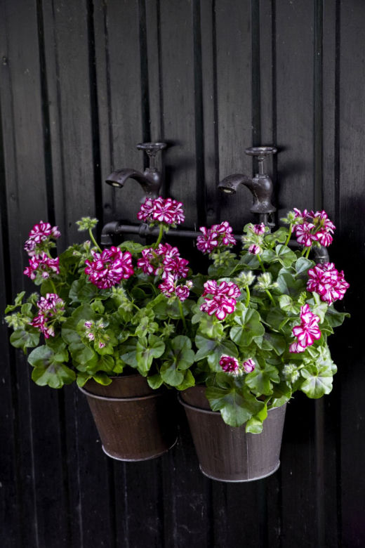 Dwukolorowa pelargonia