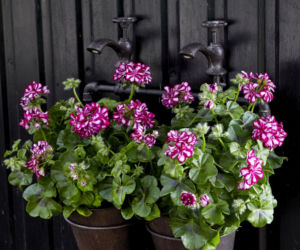 Dwukolorowa pelargonia