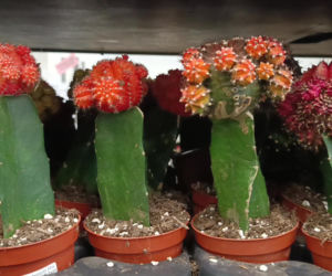 Festiwal Roślin w Enea Arenie