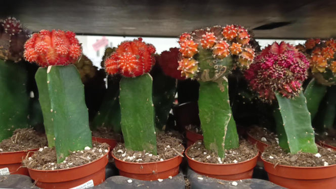 Festiwal Roślin w Enea Arenie