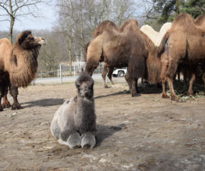 Galia - nowy wielbłąd w poznańskim ZOO