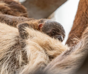 We wrocławskim zoo urodził się pierwszy leniwiec