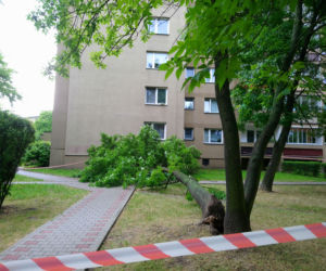 Drzewo runęło na blok i chodnik w Krakowie