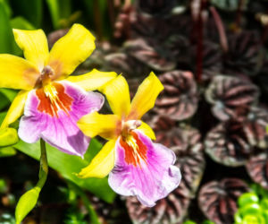 Storczyk Cattleya