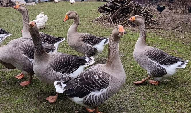 Półroczna Lusia udusiła się w pudełku owiniętym folią. Właścicielka uniewinniona