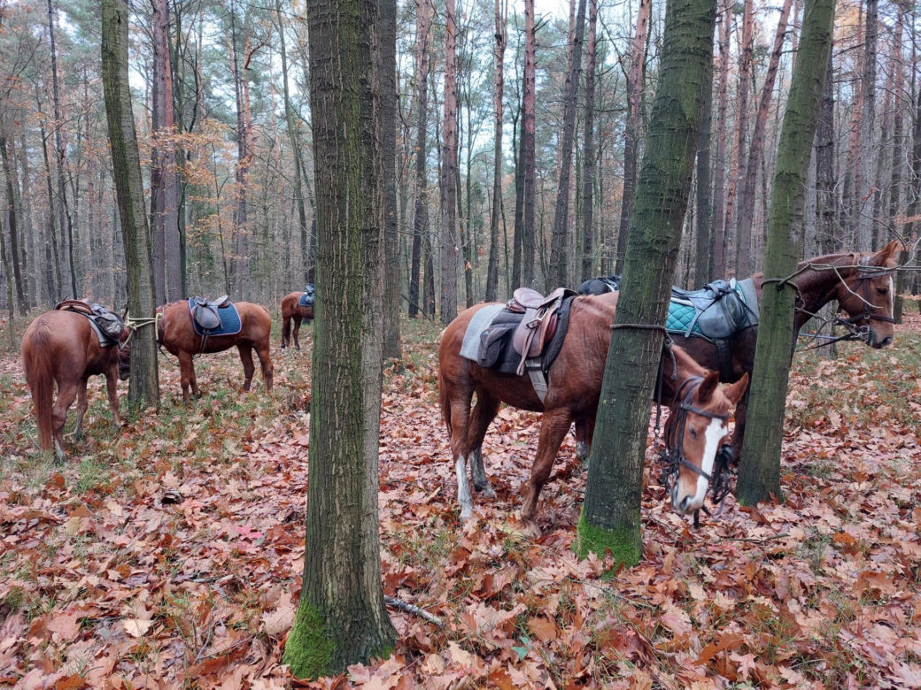 Ułan i żołnierz WOT podejrzany o zgwałcenie 17-latki. "Został wydalony ze służby"
