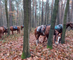 Ułan i żołnierz WOT podejrzany o zgwałcenie 17-latki. Został wydalony ze służby