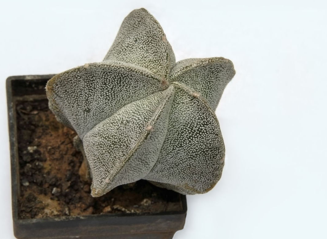 Astrophytum myriostigma 'Onzuka'