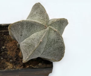 Astrophytum myriostigma 'Onzuka'