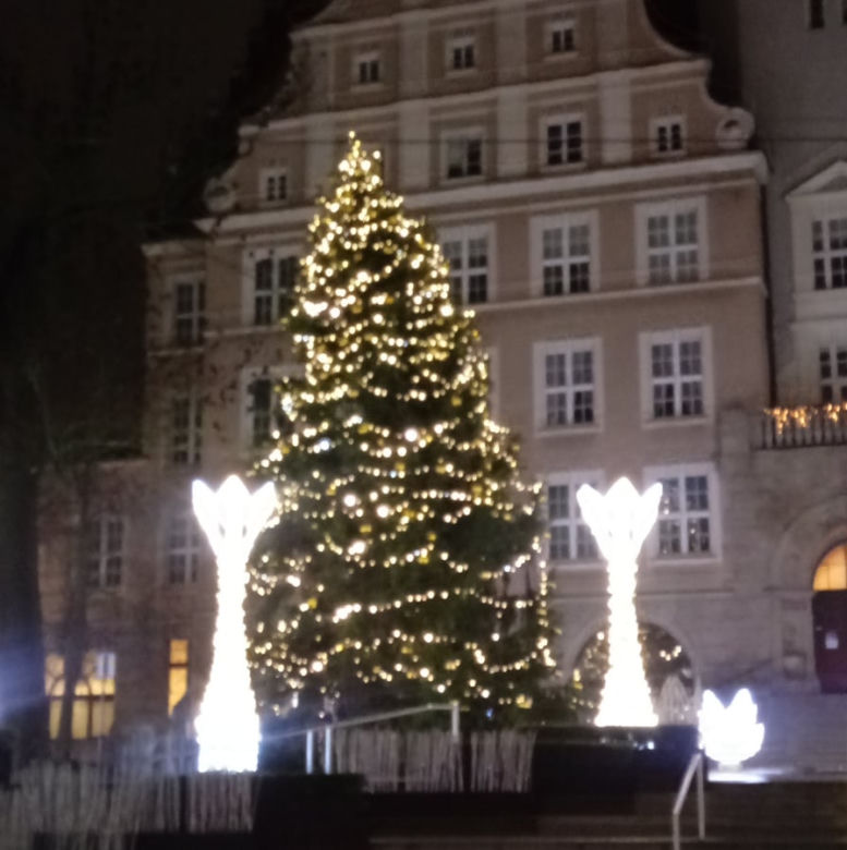 Największe choinki w Olsztynie