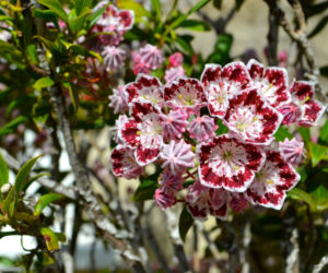 Kalmia