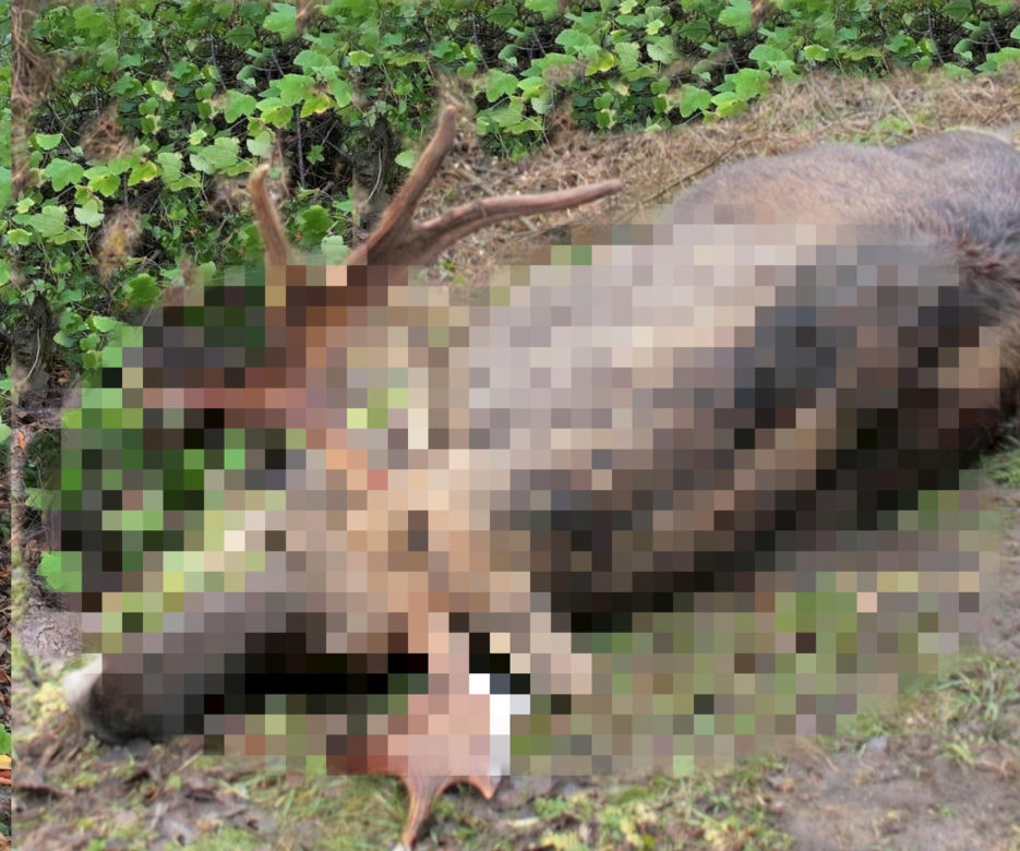 Makabryczne odkrycia przy budowie A2 na Mazowszu. Niewytłumaczalna fala zabójstw