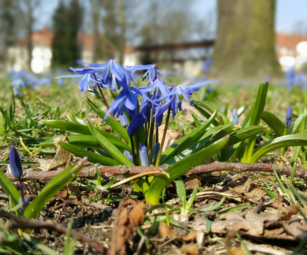 Kwitnący Park Kochanowskiego