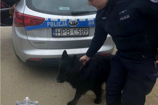 Zdezorientowane psy czekały przy trasie S3. Właścicielowi grożą surowe konsekwencje