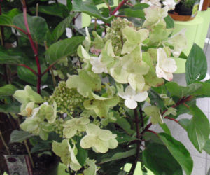 Hortensja bukietowa 'Wim's Red'