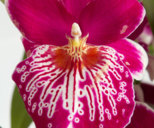 Miltonia