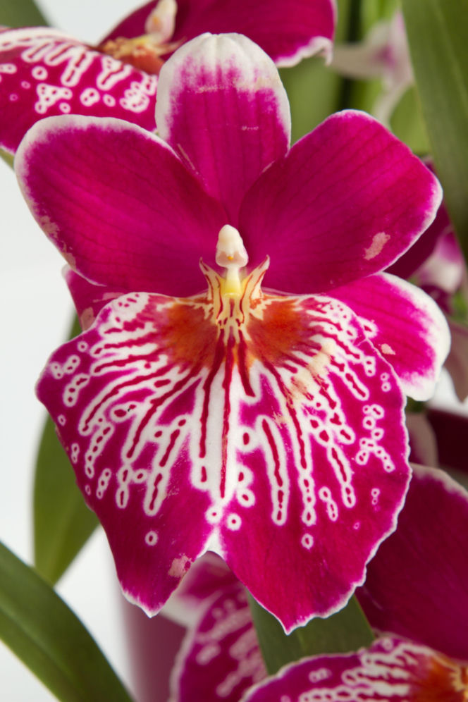Miltonia