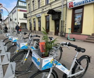 Darmowe palmy na ulicach Suwałk! Niezwykła akcja Radia ESKA