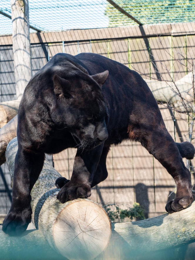 Nowi mieszkańcy zoo w Wojciechowie