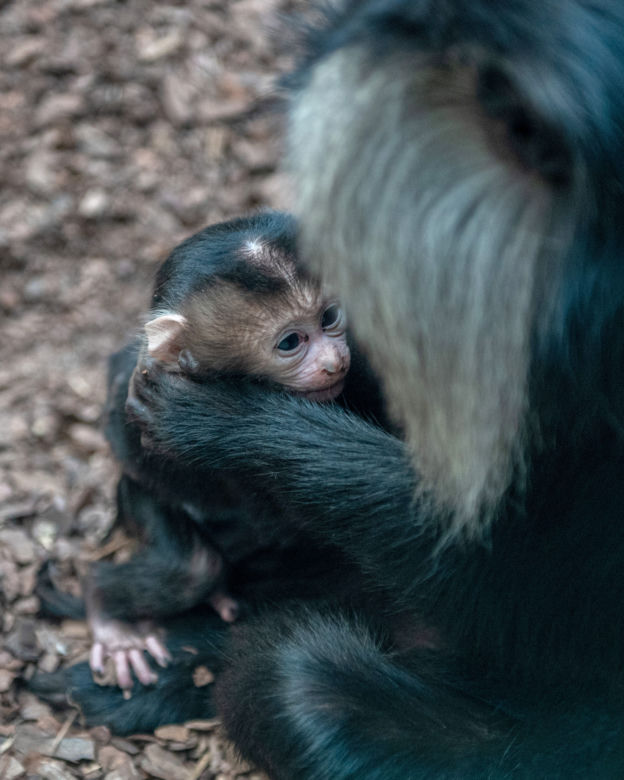 Baby boom w Orientarium ZOO Łódź. Weź udział w konkursie na imiona dla maluchów!