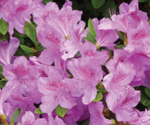 Azalia