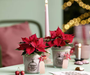 Mini gwiazda betlejemska