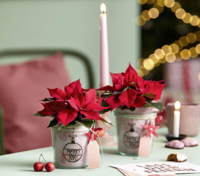 Mini gwiazda betlejemska