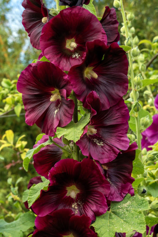 Malwa różowa (Alcea rosea)