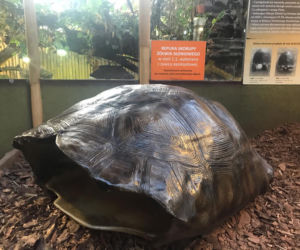 Żółwie jaja we Wrocławskim ZOO