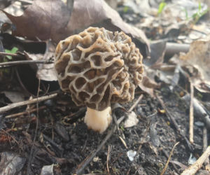 Smardze – leśna arystokracja