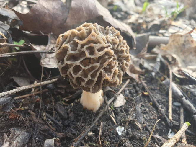 Smardze – leśna arystokracja