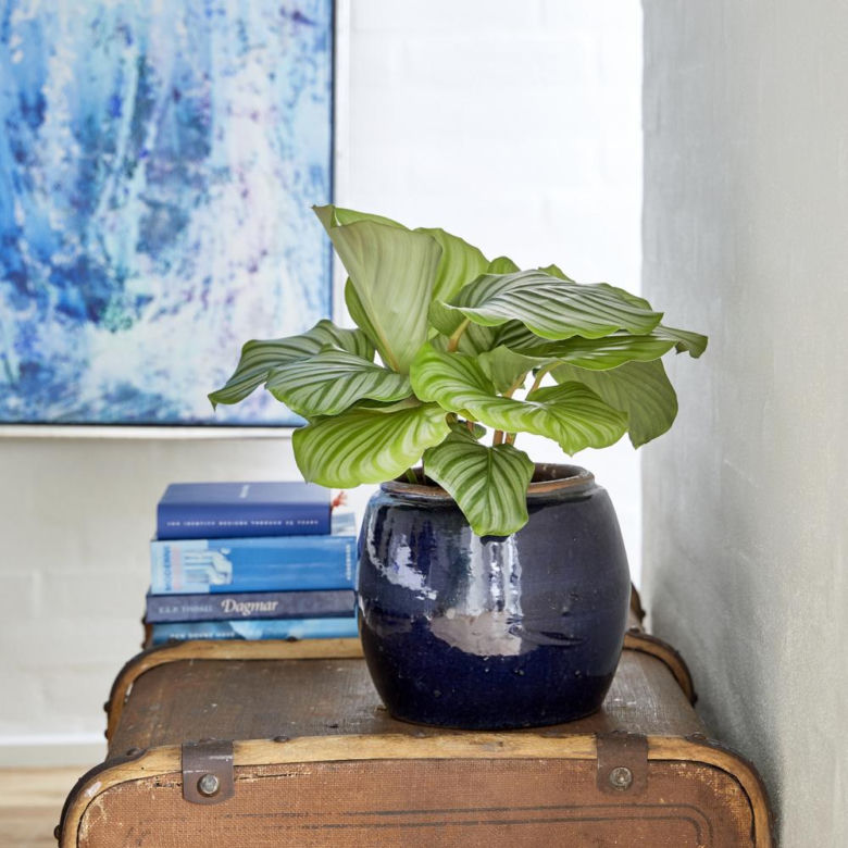 Kalatea okrągłolistna (Calathea orbifolia)