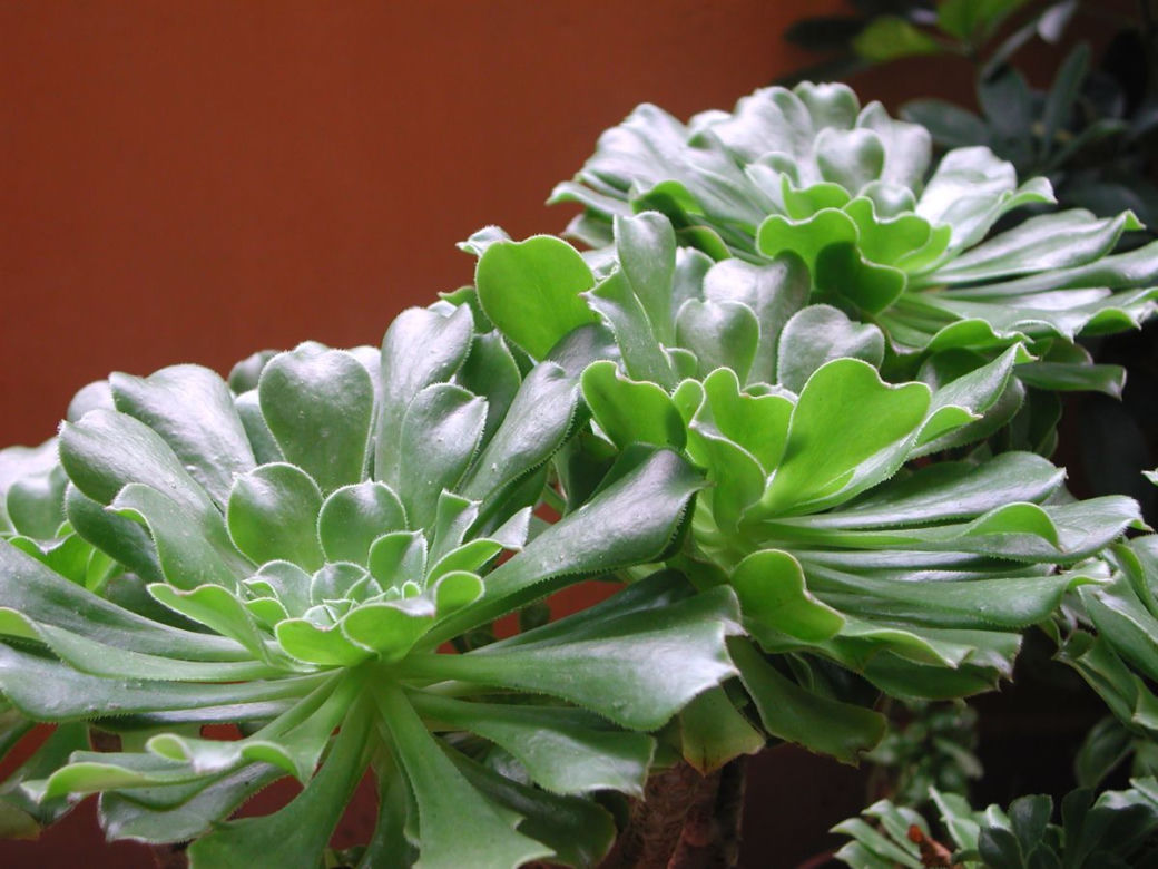 Eonium drzewiaste