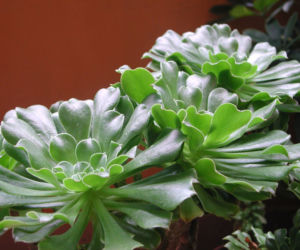 Eonium drzewiaste