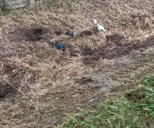 Zatłukł lekarkę, bo chciała od niego odejść? Wstrząsające ustalenia