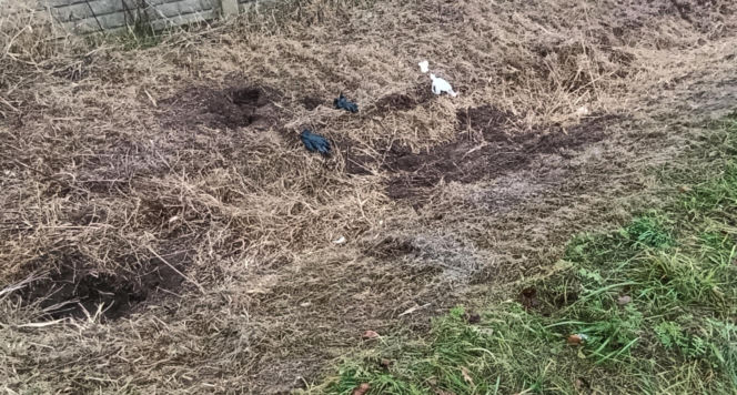 Zatłukł lekarkę, bo chciała od niego odejść? Wstrząsające ustalenia