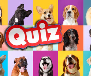 QUIZ. Test dla psiarzy. Rozpoznaj rasę po zdjęciu. Lecimy alfabetycznie!