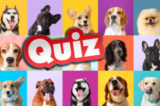 QUIZ. Test dla psiarzy. Rozpoznaj rasę po zdjęciu. Lecimy alfabetycznie!