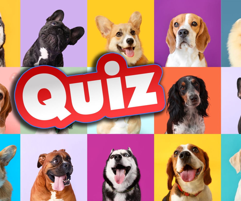 QUIZ. Test dla psiarzy. Rozpoznaj rasę po zdjęciu. Lecimy alfabetycznie!