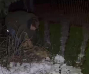 Ratowali sarnę. Utknęła w ogrodzeniu