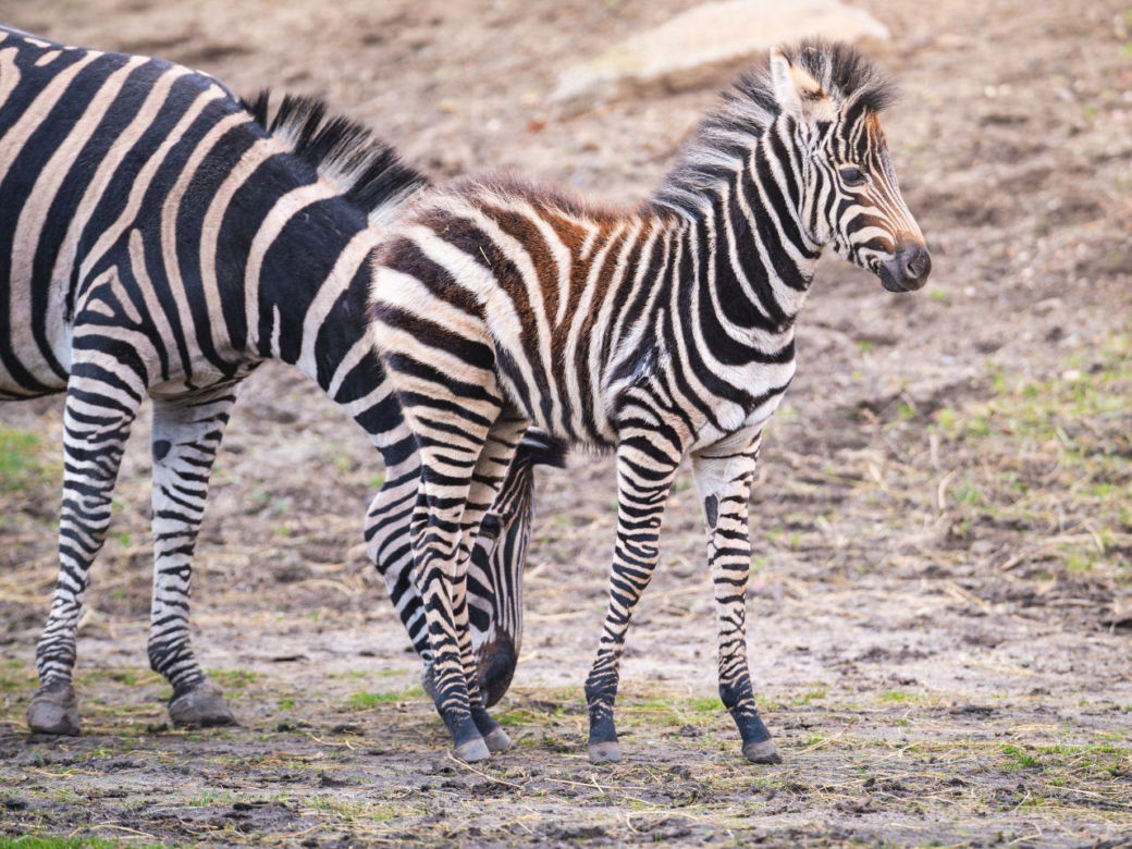 W ZOO Wrocław urodziła się nowa zebra
