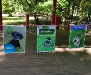 Świętowali Dzień Psa w kaliskim Parku Miejskim