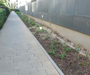 „Obrzydlistwo!” Nagrali to w samym centrum Wrocławia. Mieszkańcy przerażeni tym, co biega po ulicach