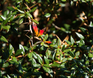 Berberys Frikarta 