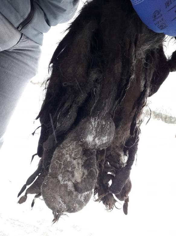 Skrajnie zaniedbane suczki LEDWO żyły! Miały na sobie aż 6 kilogramów kołtunów [ZDJĘCIA]