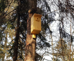  Budki lęgowe zawisły w bydgoskim Ogrodzie Botanicznym UKW w Bydgoszczy