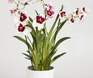 Miltonia